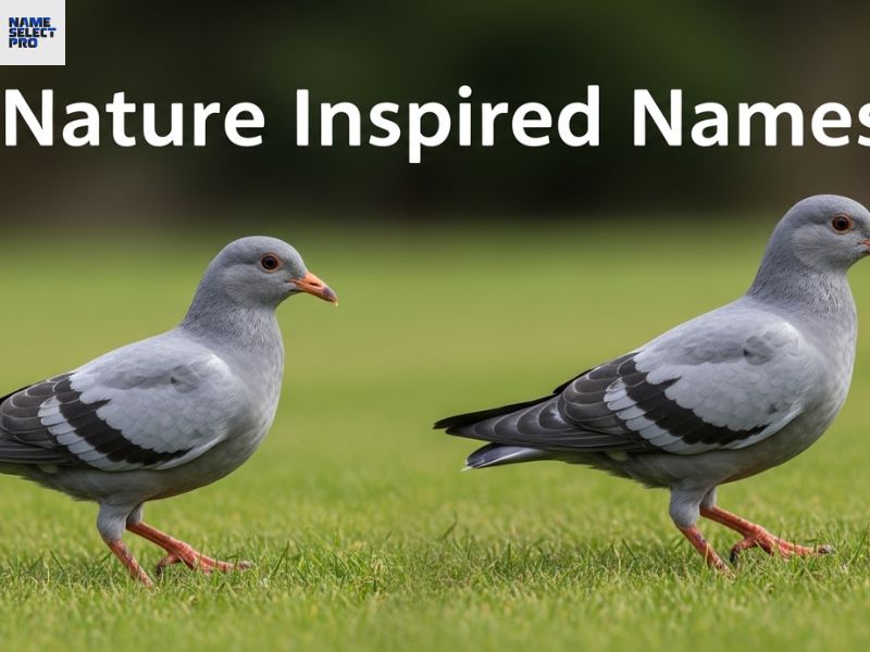 Nature Inspired names for Pigeon